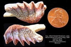 Cretaceous lungfish tooth