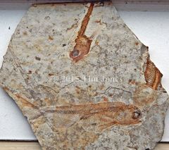 Lower Cretaceous Lycoptera davidi slab.