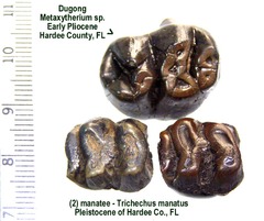 dugong & manatee teeth