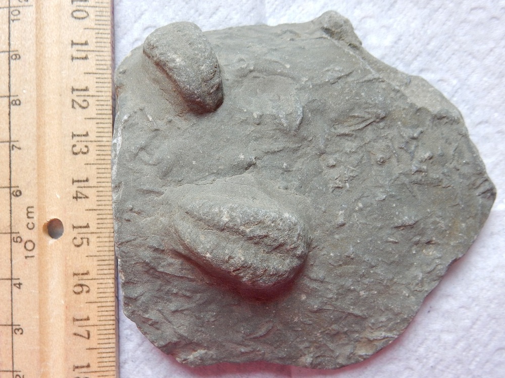 Etobicoke Creek Fossil 11.JPG
