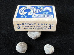 Brachiopods-fossils in matchboxes1a.jpg