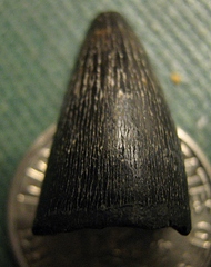 Crocodile Tooth from Aquia Formation, Potomac River, MD.