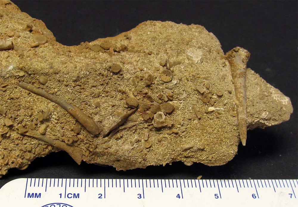 Platyceras-spines-and-Acanthocrinus-Crinoid-spine-fossils-Devonian-Period--Jeffersonville-Limestone-Jefferson-County-Kentucky.jpg