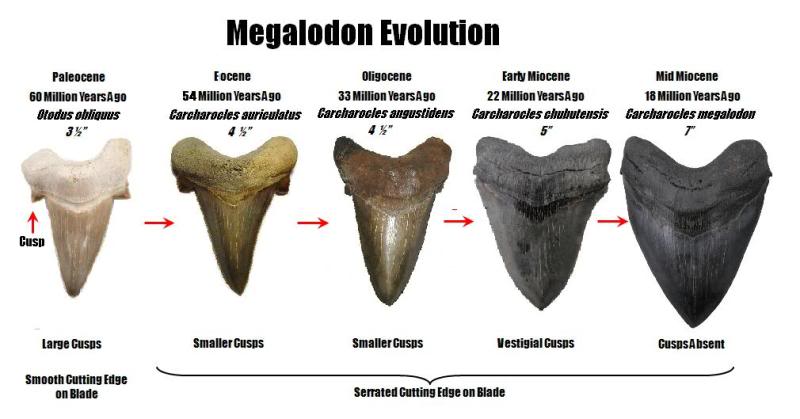 Megalodon evolution? - Questions & Answers - The Fossil Forum