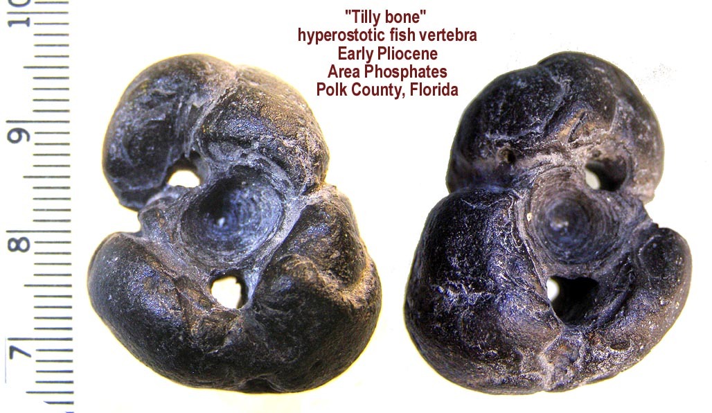 Tilly Bone Fossil
