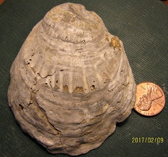 Oyster Shell from Calvert Cliffs