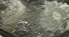 Partial Coelacanth from Granton quarry, NJ.