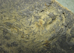 Coelacanth Skull from Granton quarry, N.J.