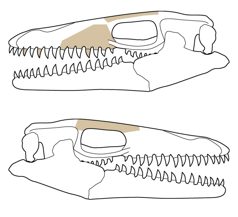 mosasaur_skull01.thumb.jpg.dcd4d0035111b7bb8c134b5fc79971c1.jpg