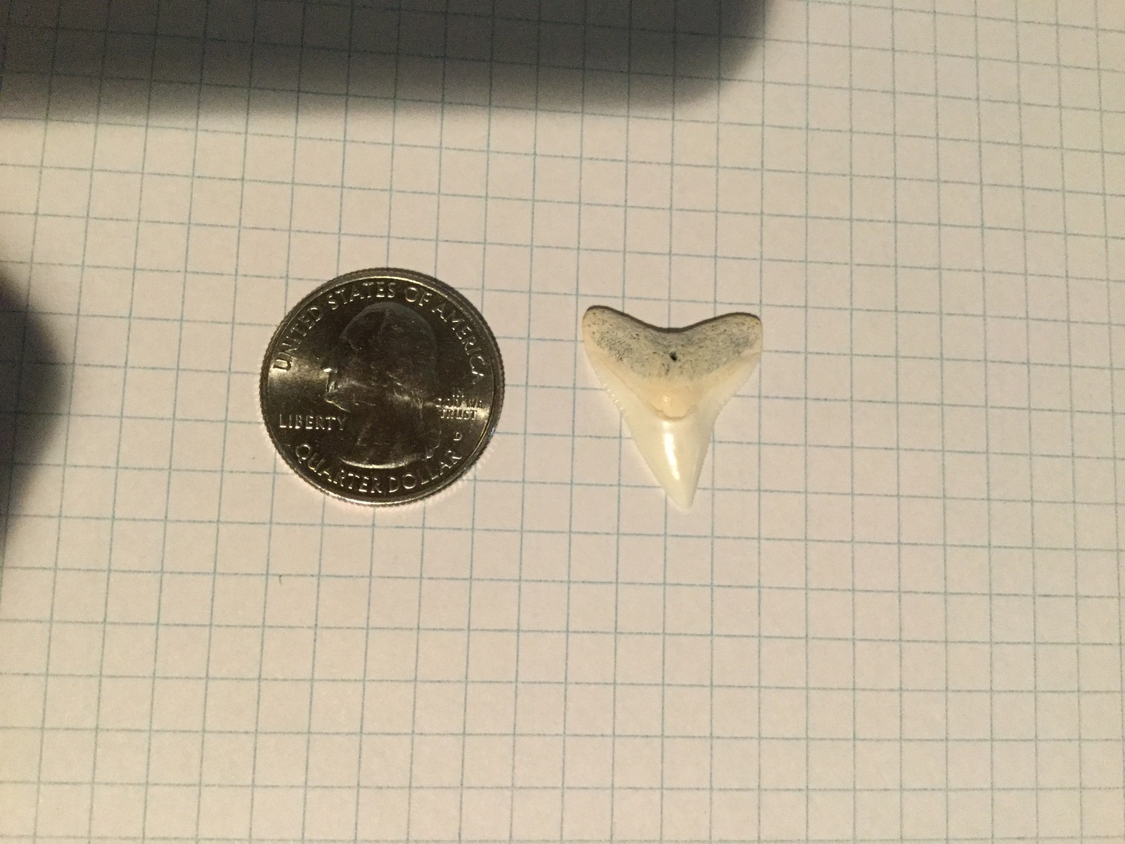 Medium Dusky or Bull Sharks' Tooth (2)