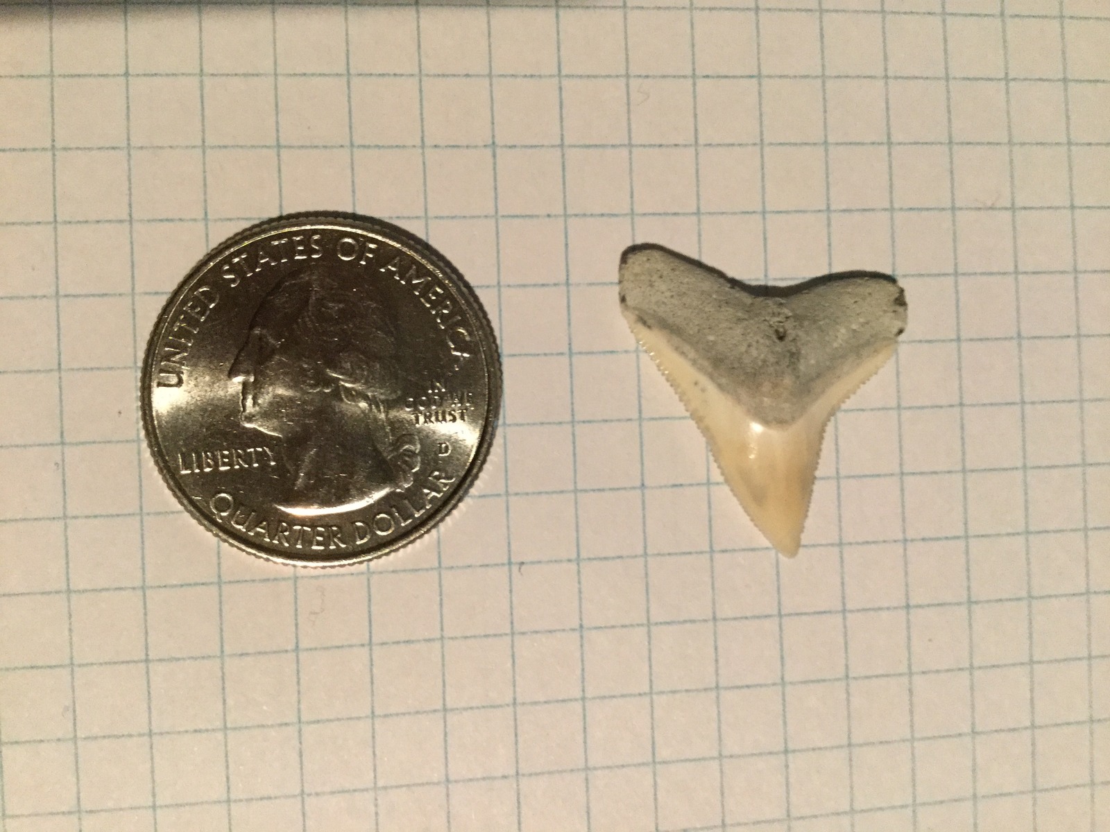 Larger Dusky or Bull Sharks' Tooth (2)