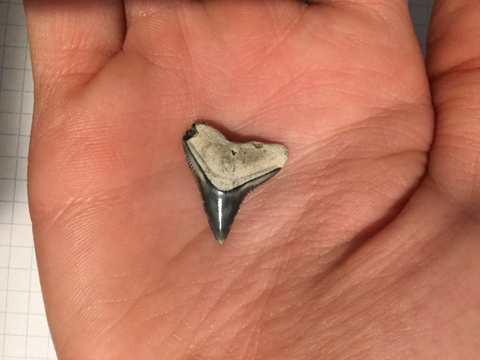 Medium Black Fossilized Bull or Dusky Sharks' tooth (4)