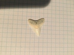 Medium Dusky or Bull Sharks' Tooth (3)