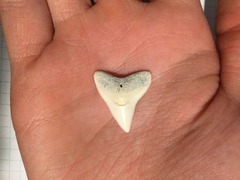 Medium Dusky or Bull Sharks' Tooth