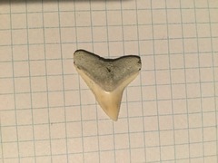 Larger Dusky or Bull Sharks' Tooth (3)