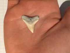 Larger Dusky or Bull Sharks' Tooth (4)
