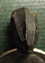 Hadrosaurus tooth from Monmouth Co., NJ.