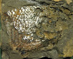 Jurassic partial fish skull and body portion