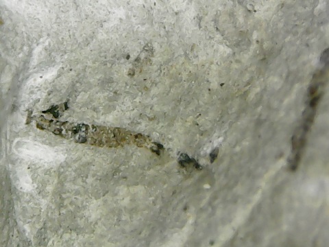 insect leg fragment.jpg