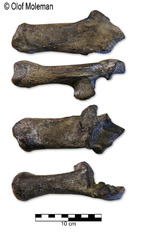 Megaloceros giganteus heelbone