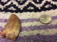 Large Moroccan theropod tooth
