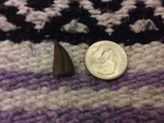 Small Moroccan theropod tooth