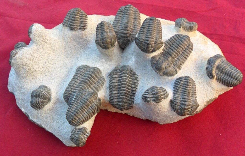 Trilobites from Morocco
