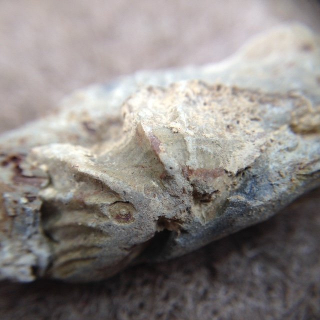 Brachiopod with small crinoid impression on shell