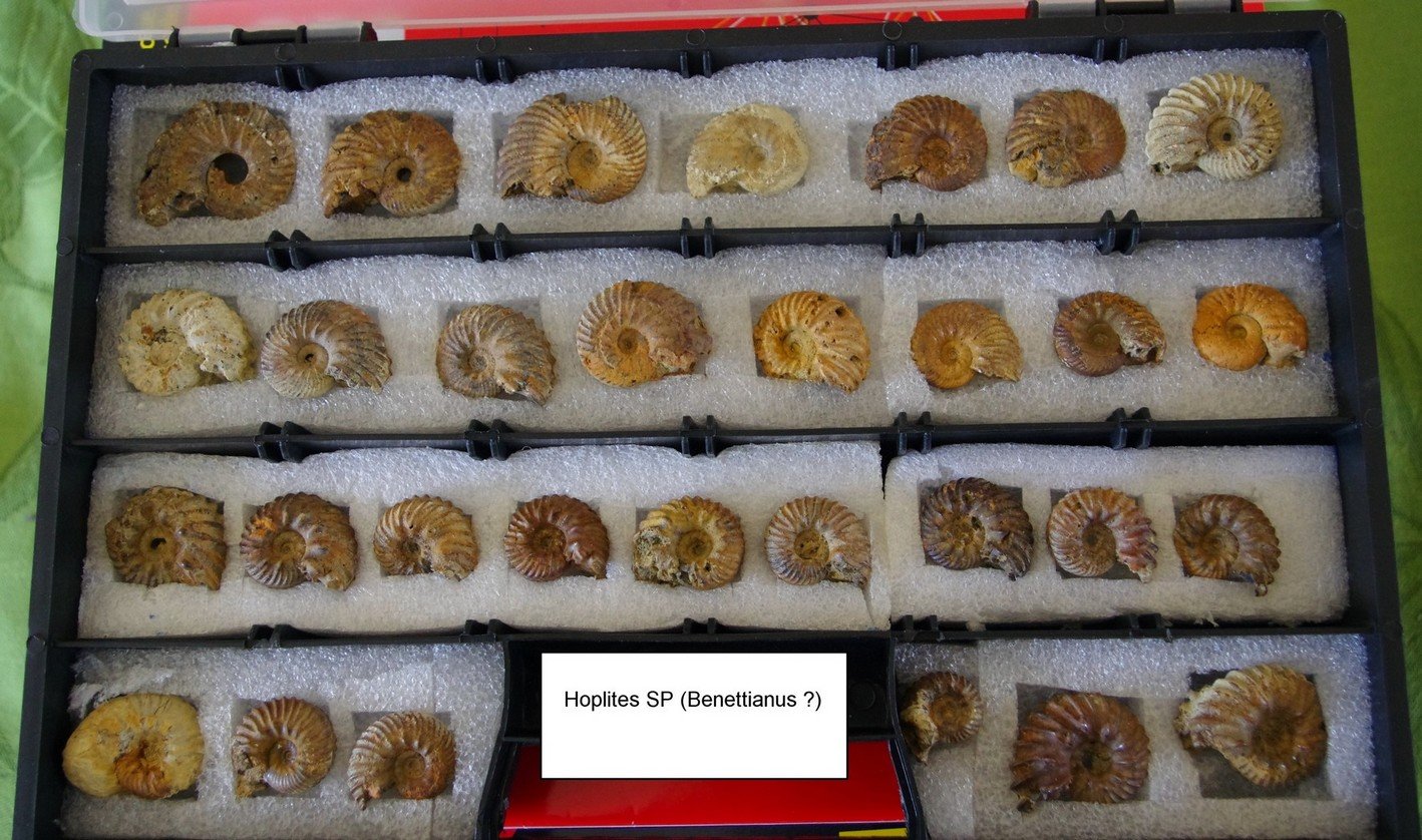 Hoplites ammonites from the albian clay of Troyes