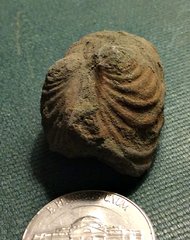 Bivalve from the Merchantville formation, New Jersey