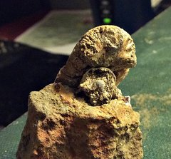 Partial Ammonite from the Merchantville Formation, New Jersey