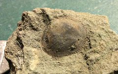 Internal mold of bivalve from the Merchantville Formation, New Jersey