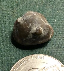 Minature Enrolled Isotelus gigas from Brechin, Ontario