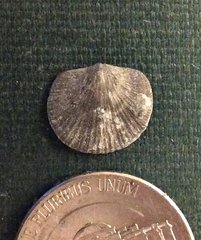 Damanella (brachiopod) from Brechin, Ontario
