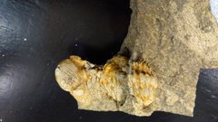 Trilobiten  Rupachtal (22).jpg