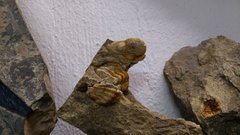 Trilobiten  Rupachtal (14).jpg
