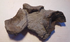 Ichthyosaur vertebrae