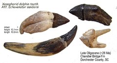 Xenophorid dolphin teeth