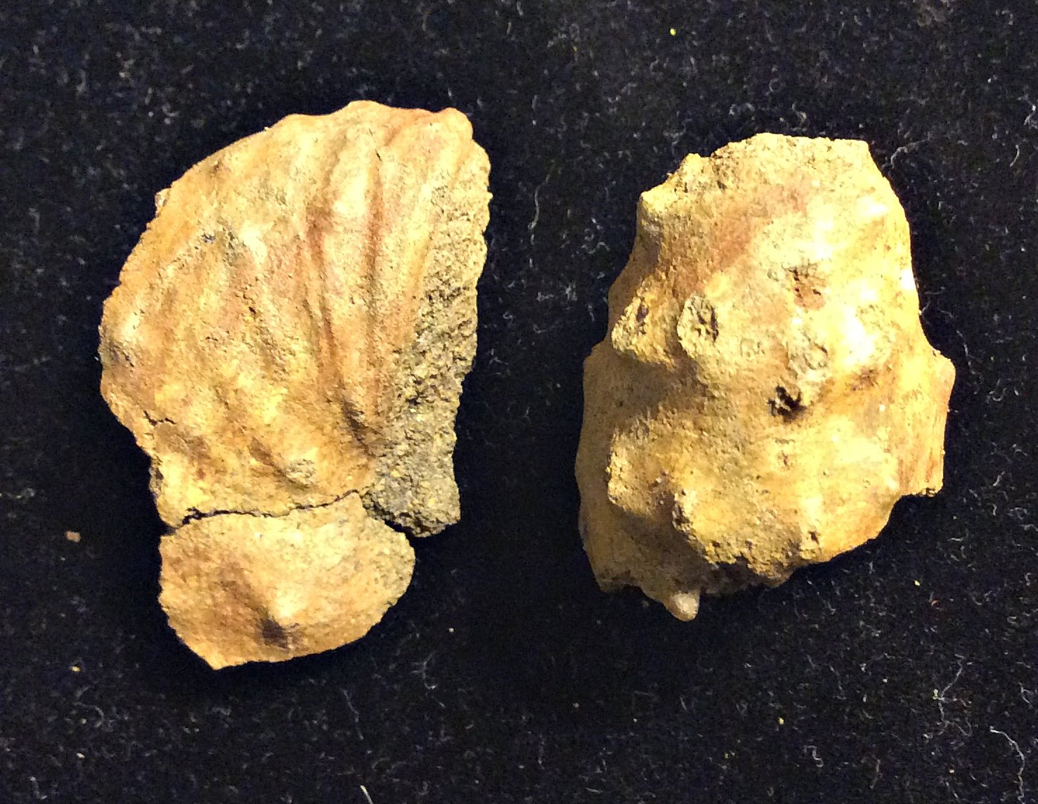 Discoscaphites pieces from the Pinna Layer
