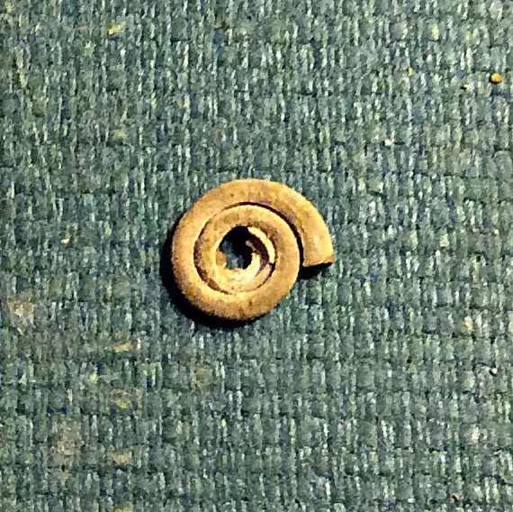 Gastropod/worm from the Pinna Layer