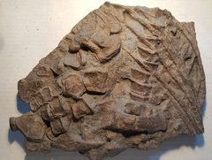 Associated Ichthyosaur Bones