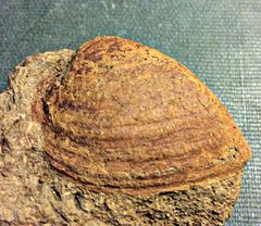 Bivalve from the Pinna Layer