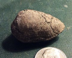 Cretaceous Bivalve from Monmouth County, New Jersey
