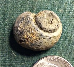 Cretaceous Gastropod Internal Mold from Monmouth County, New Jersey