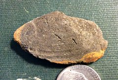 Cretaceous Bivalve from Monmouth County, New Jersey