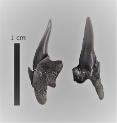 Pseudoscapanorhynchus compressidens