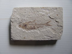 KNIGHTIA EOCEANA fossil.JPG
