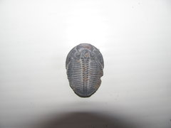 Ethrathia Trilobite.JPG