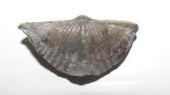 Mucrospirifer thedfordensis - fossil brachiopod A.JPG