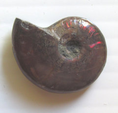 Natural Iridescent Ammonite Ammolite a.jpg